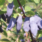 Honeysuckle variety Bakchar giant