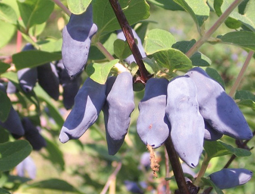 Honeysuckle variety Bakchar gergasi