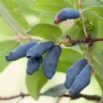 Morena honeysuckle variety