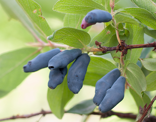 Morena honeysuckle variety