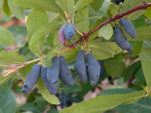 Morena honeysuckle variety