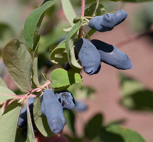 Morena honeysuckle variety