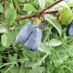 Honeysuckle variety Blue bird