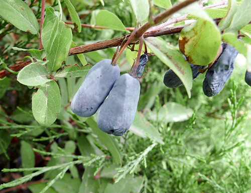 Honeysuckle variety Blue bird