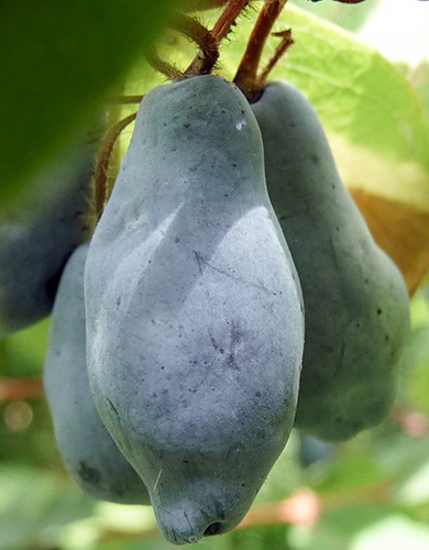 מגוון יערות ציפור כחולה