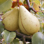 Pear variety Cure (Williams winter)