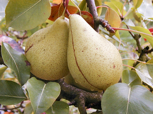 תרופת זן אגס (חורף וויליאמס)