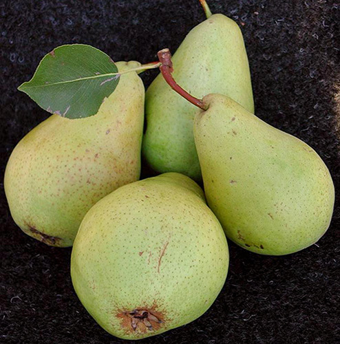 Pear variety Cure (Williams winter)