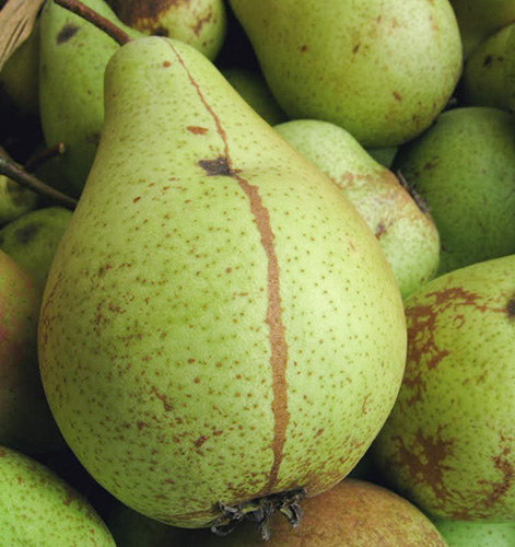 Pear variety Cure (Williams winter)