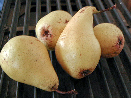 Pear variety Cure (Williams winter)