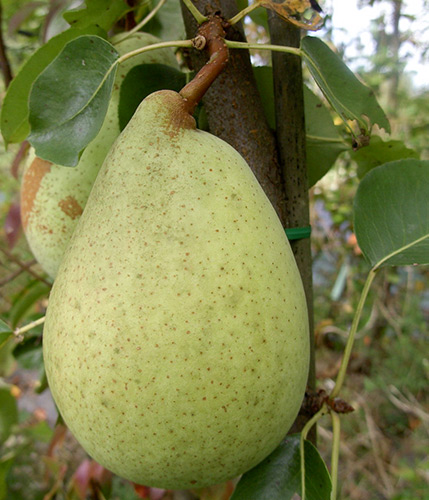 Pear variety Cure (Williams winter)