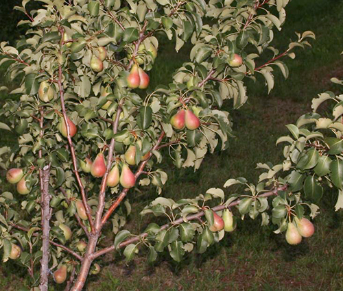 Pear variety Kokinskaya