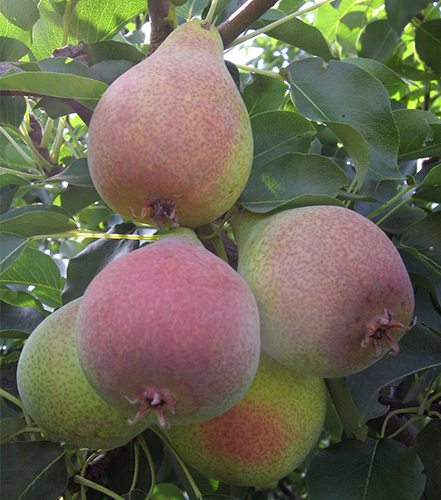 Pear variety Kokinskaya