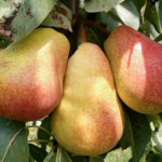 Nick's pear variety