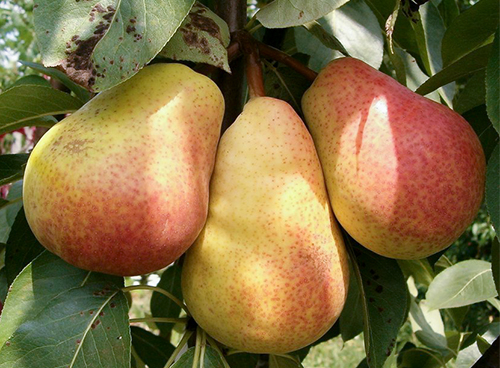 Nick's pear variety