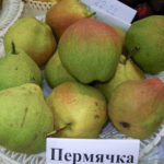 Pear variety Permyachka