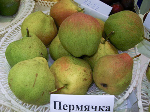 Pear variety Permyachka