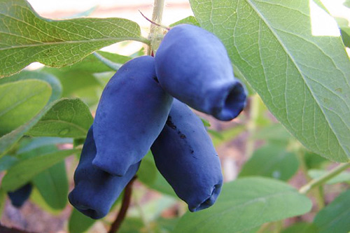 Pelbagai jenis Honeysuckle Amphora