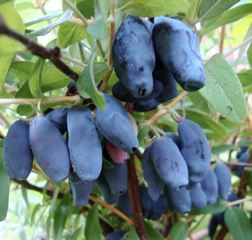 Pelbagai jenis Honeysuckle Amphora