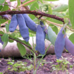 Honeysuckle variety Leningrad giant