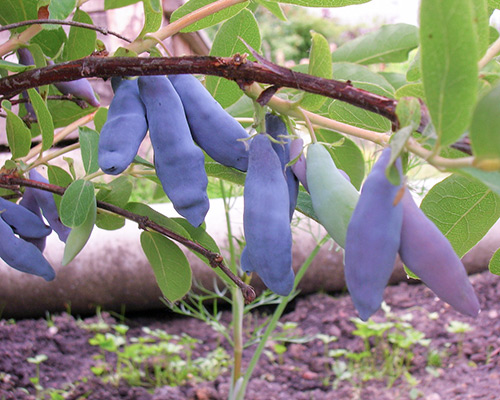 Honeysuckle variety Leningrad giant