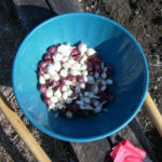 Planting onions in the fall (before winter)