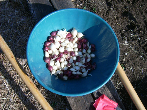 Planting onions in the fall (before winter)