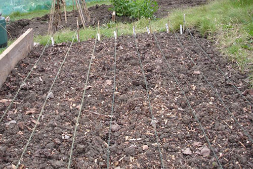 Planting onions in the fall (before winter)