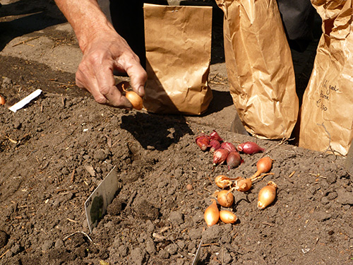 Planting onions in the fall (before winter)