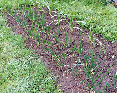 Onion harvest