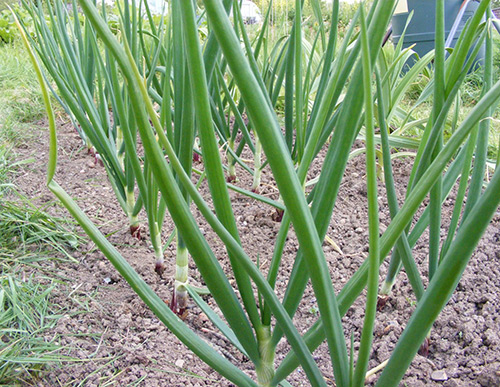 Onion harvest