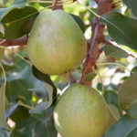 Pear variety Rich