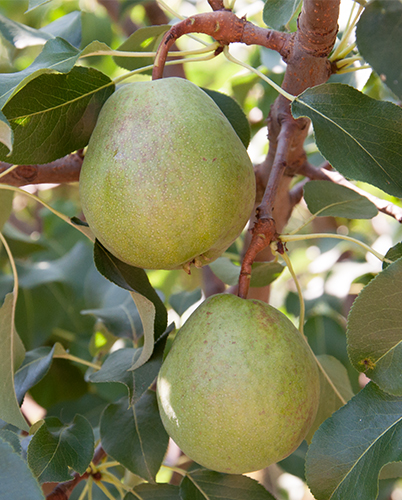 מגוון אגסים עשיר