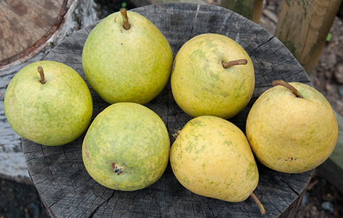 Pear variety Rich