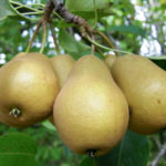 Pear variety Thumbelina