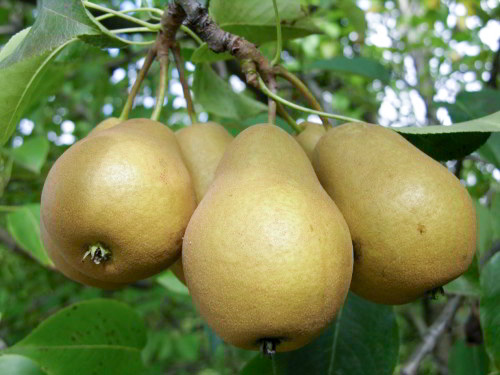 Pear variety Thumbelina