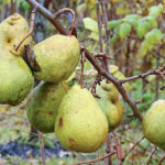 Pear variety Hera