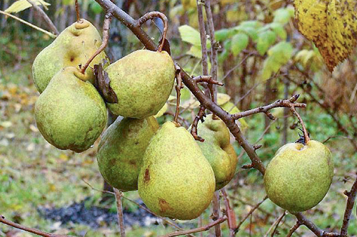 Pear variety Hera