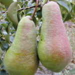 Pear variety Yakovlevskaya