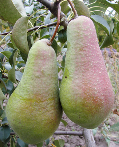 Pear variety Yakovlevskaya