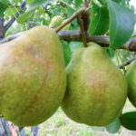 Pear variety Century