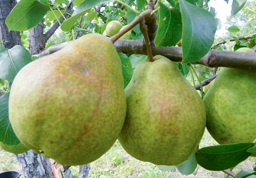 Pear variety Century