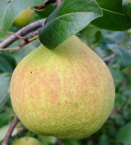 Pear variety Century