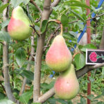 Pear variety Victoria