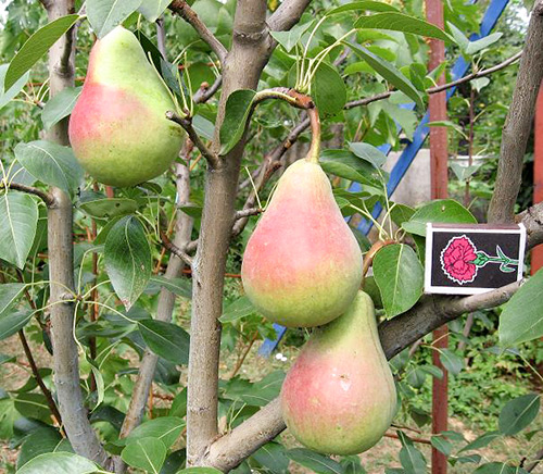 Pear variety Victoria