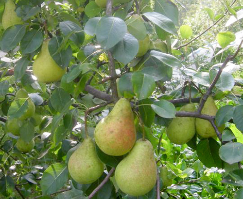 Pear variety Victoria