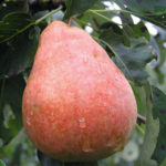 Pear variety Zabava