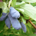 Honeysuckle variety Long-fruited