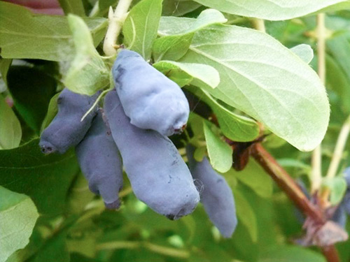 Honeysuckle variety Long-fruited