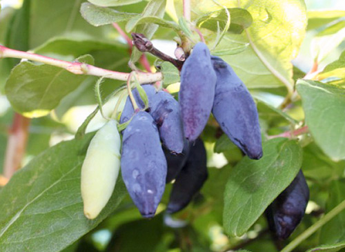 Pelbagai jenis Honeysuckle Cinderella